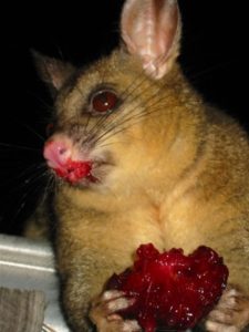 possum opossum possums opossums