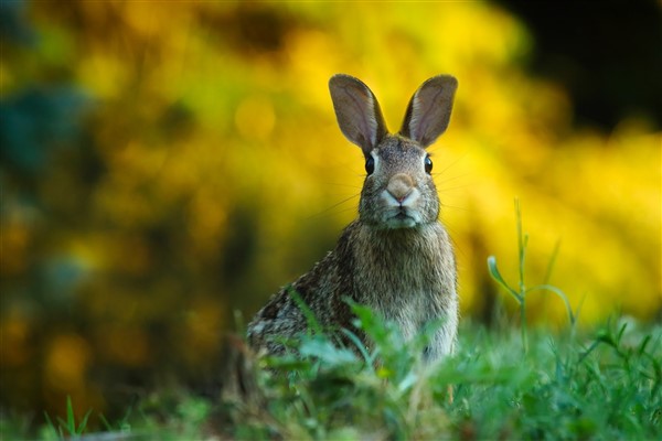 rabbit jpg