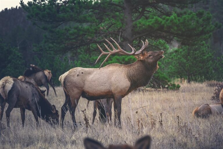 Irregular Plural Of Elk