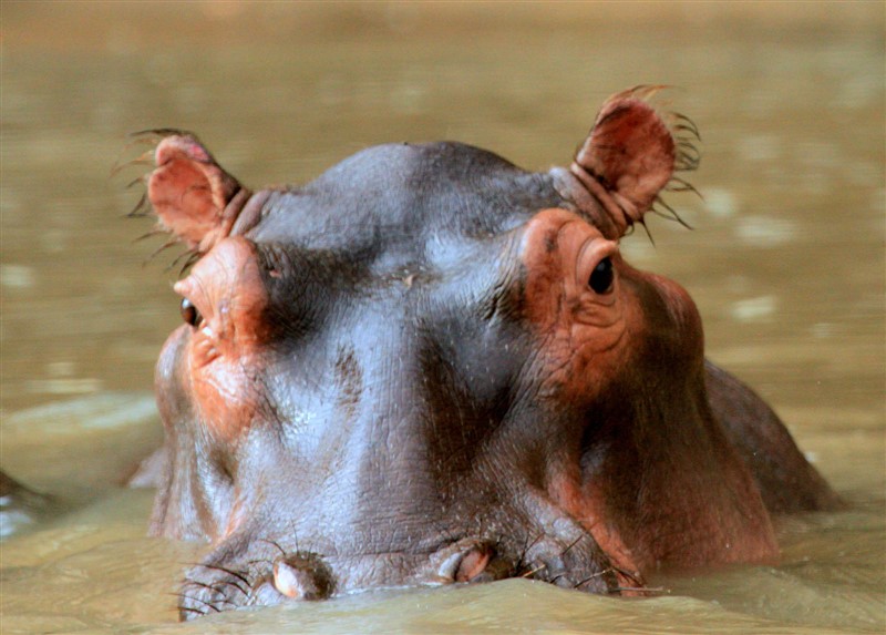 what-is-the-plural-of-hippopotamus-the-word-counter
