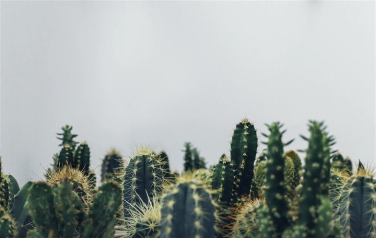 plural of cactus plural of cactus