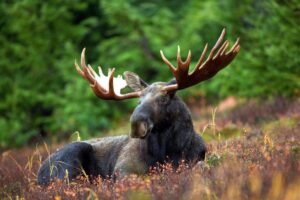 What is the Plural of Moose? | The Word Counter