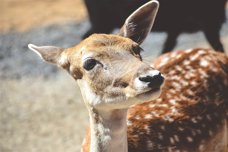 what-is-the-plural-of-doe-the-word-counter