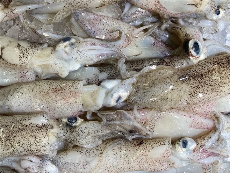 What is the Plural of Squid| The Word Counter
