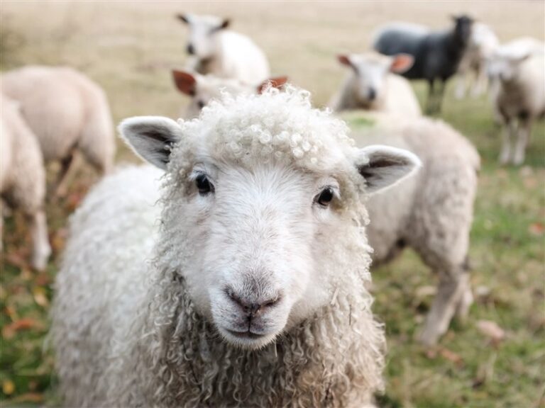 what-is-the-plural-of-sheep-the-word-counter