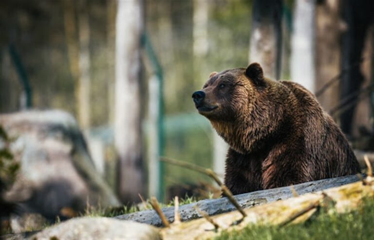 bear-vs-bare-what-s-the-difference-the-word-counter