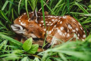 What Does Susceptible Mean? | The Word Counter