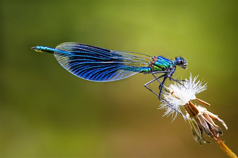 What Does Dragonfly Mean? | The Word Counter