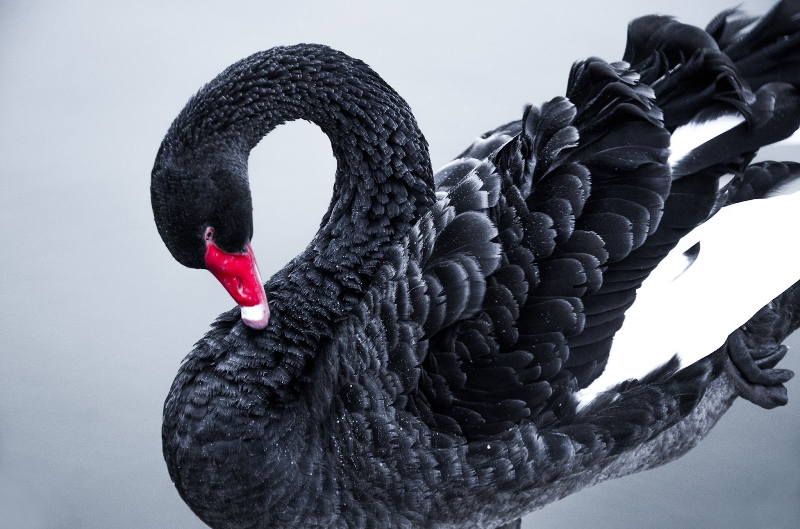 Black Swan Meaning: Here's What It Means and How To Use It