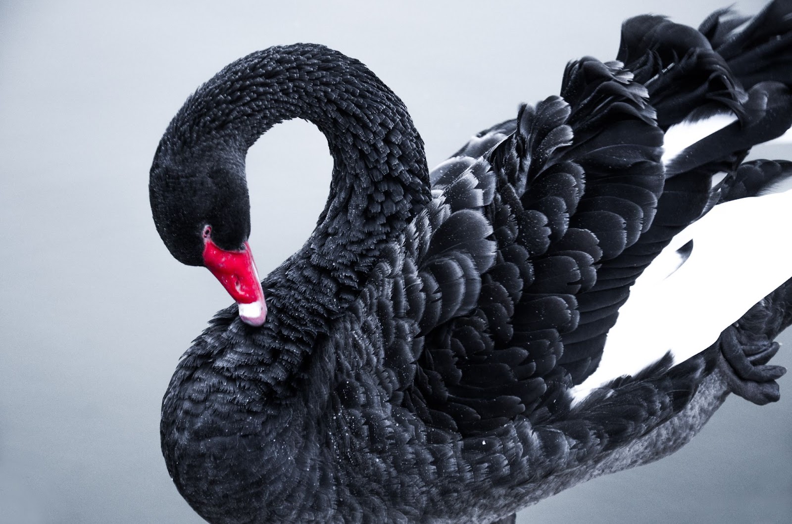 what-does-black-swan-mean-the-word-counter