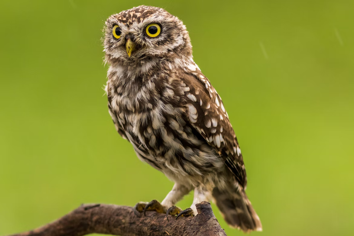 The Meaning of Owl: What It Is and How To Use It